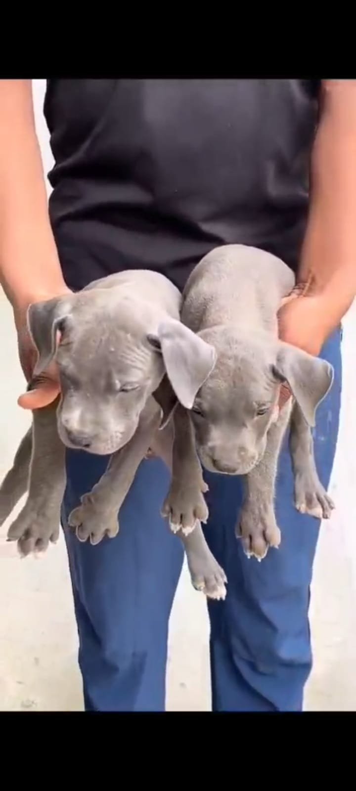 Purchase KCI Registered Pitbull Puppy from Jaipur